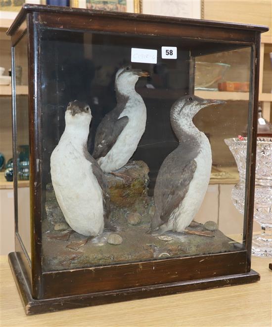 A taxidermic guillemot and a razorbill in glazed case height 54cm